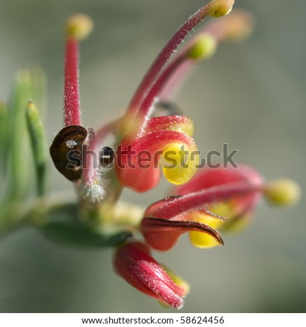 red and yellow flower of Grevillea Fireworks australian native plant close up