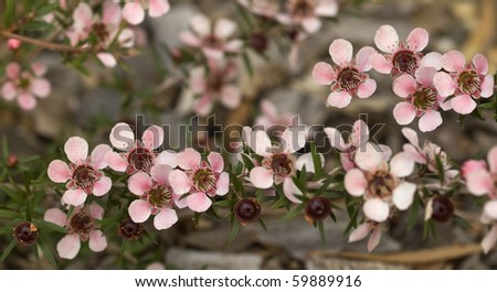 Australian Spring Flowers