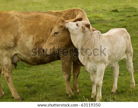 spring time mother  love - rural scene, charolais cow with baby brahman cross calf - australian beef cattle breed