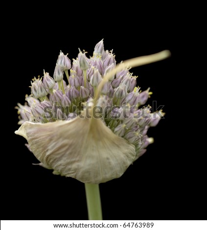 fresh herb organic garlic flower head isolated on black background