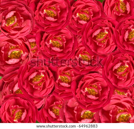 Flower Wallpaper on Red Rose Flower Background   Red Roses With Yellow Stamens Wallpaper