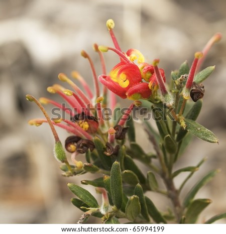 red and yellow flower of Grevillea Fireworks australian native wildflower plant