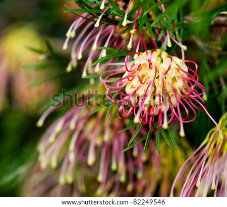 flowers of Grevillea Winpara gem Australian native plant in garden