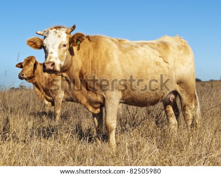 Australian beef cattle in dry winter pasture with blue sky
