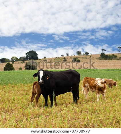 Australian rural scene with black cow, brown calves, blue sky and clouds
