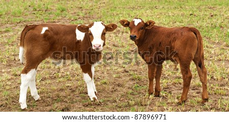 stock-photo-spring-time-new-brown-calfs-in-pasture-australian-born-beef-cattle-87896971.jpg