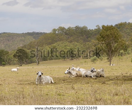 Cows lie down waiting for the rain in country Queensland Australia