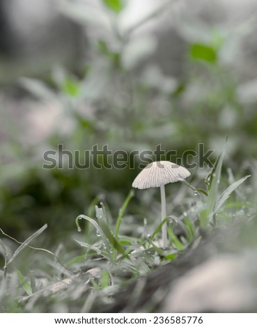 neutral background, green and grey, image of mushroom growing with raindrops on grass