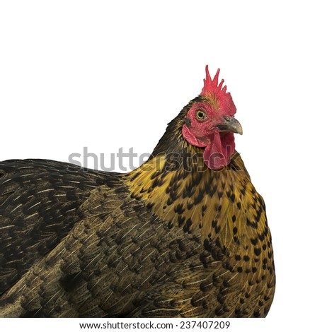 Isolated Backyard Poultry bantam hen free range raised for fresh organic eggs