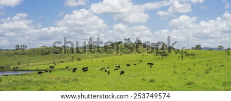 Australian Agriculture Beef Cattle Farming in Queensland with lush green pasture after good rain