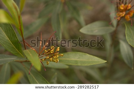 Australian flower Grevillea cats paw floral background
