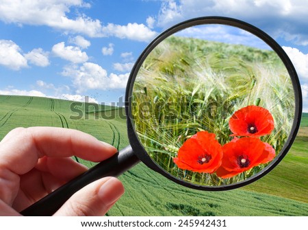 corny field - czech agriculture - ecological farming - red poppy
