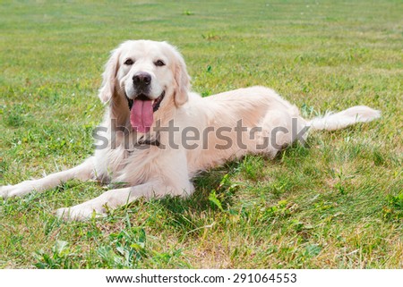 Dog. Portrait of a lovely cute golden retriever lying on the grass with his mouth opened, full length