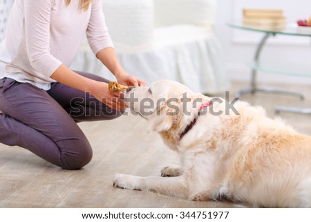 Tasty staff for you. Close up of bone in hands of caring woman holding it and feeding the dog while having fun sitting on the floor