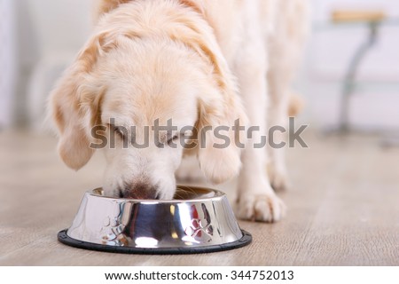 Nice taste.  Close up of beautiful dog eating from the bowl