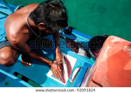KOH PHUKET, THAILAND - NOVEMBER 27: Thai Fishermen cleaning and filleting a fresh tuna aboard a deep sea fishing boat. Prepares tuna sashimi November 4, 2011 in Koh Phuket.
