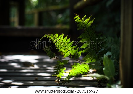 Fern leaves with backlit, show leaves details.