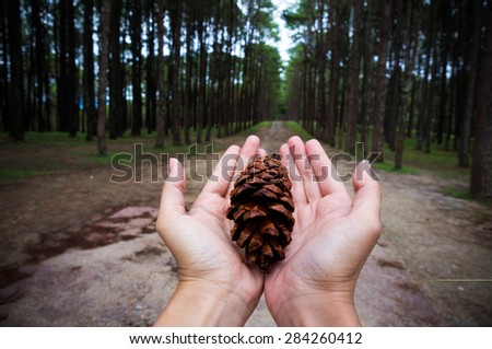 Hands holding pine tree seed show conservative idea with pine tree background and walk trail through the forest.