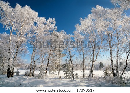 Frozen white forest on sunny blue sky