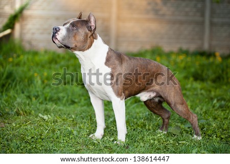 American staffordshire terrier in grass