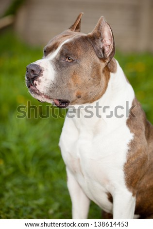 American staffordshire terrier in grass