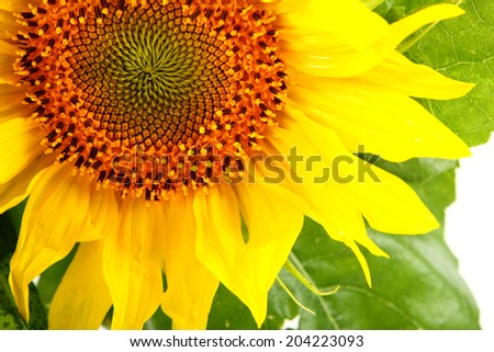 Yellow sunflowers and sunflower seeds on a white background