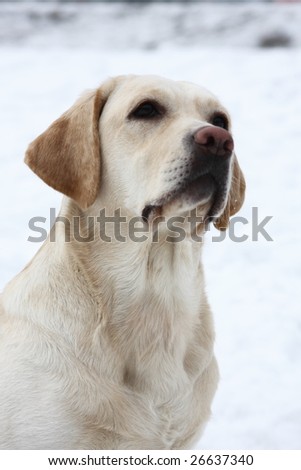 Dog Breed Labrador Retriever