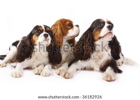 stock photo : Three dog breeds Cavalier king charles sp