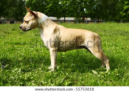 American Staffordshire terrier of a white stands in the exhibition stand