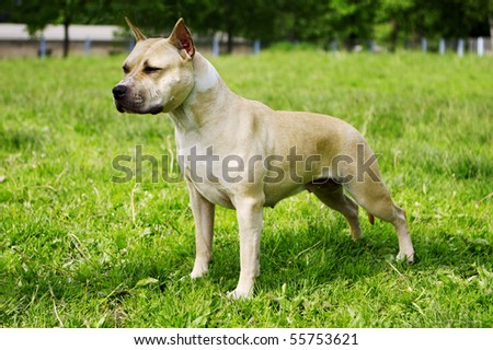 American Staffordshire terrier of a white stands in the exhibition stand