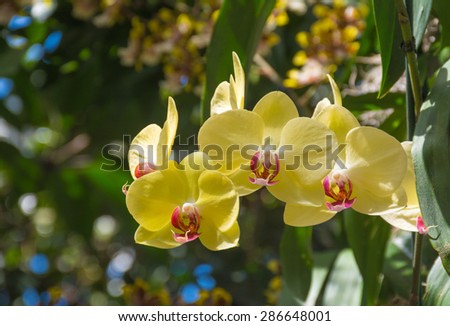 Stem of yellow orchids at the orchid show in New York botanical garden in Bronx, New York