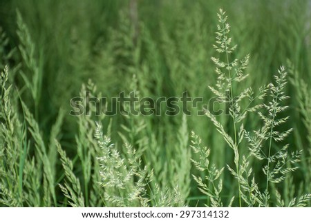Green grass and oat-like shoots - nature background