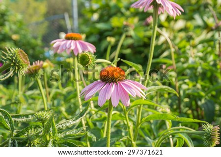 Echinacea pallida, Coneflower, of Daisy family, with pink drooping petals and spiky central cone, close up