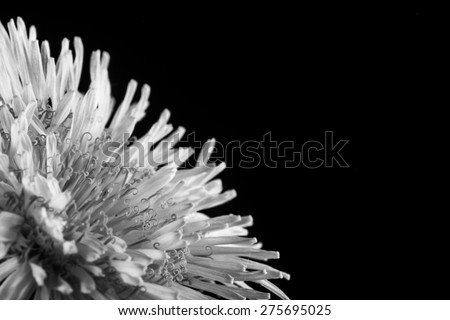 flower  on black background black and white