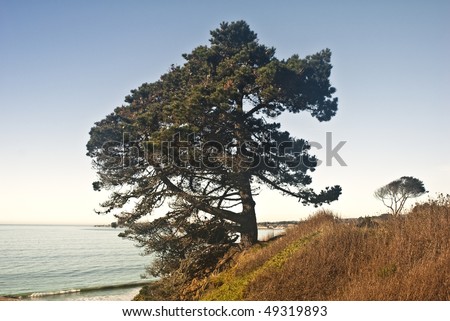 Pine Tree on the Pacific Coast of California at Santa Cruz, California