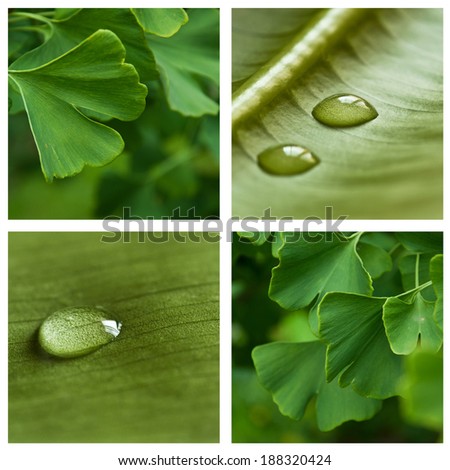 nature zen ginkgo collage