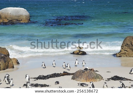penguins on the savage beach and rocks - southern right whale - Cape of good hope reserve - South Africa