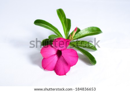Desert rose  is grown as a houseplant in temperate regions. Numerous hybrids have been developed. They can be grown for many years in a pot and are commonly used for bonsai.