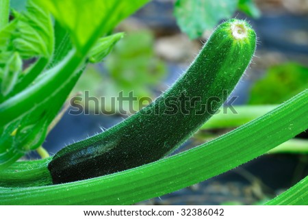 Close-up of a maturing courgette (zucchini, summer squash, cucurbita pepo)