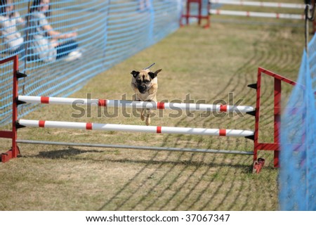 Boston terrier, demonstrating surprising agility by jumping over a hurdle at a dog show
