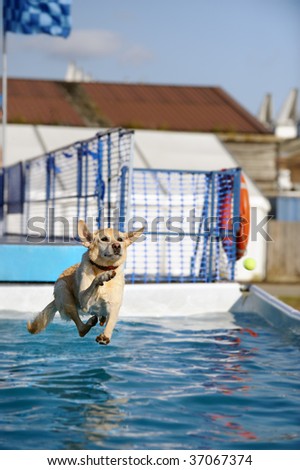 Golden Labrador jumping into a pool of water