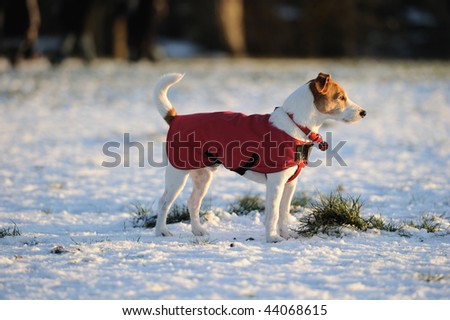 Parson Jack Russell in bright red winter coat looking into the setting sun on a snowy afternoon