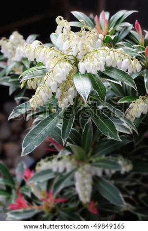 Close up of Japanese Pieris: pieris japonica or havila (cultivar flaming sliver) also known as lily of the valley shrub