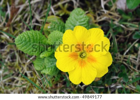Yellow and orange primrose (primula).  The flower is pin-eyed.