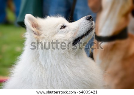 Portrait of Pyrenean Mountain Dog (Great Pyrenees)