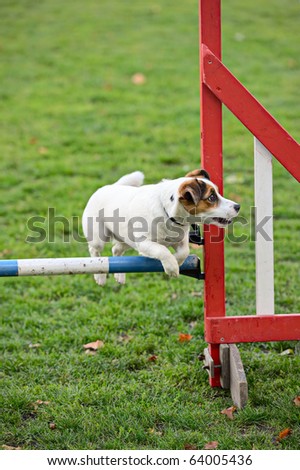 Jack Russell Terrier jumping over a hurdle as part of agility training