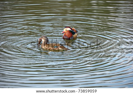 Pair of Mandarin ducks.  Mandarins feed primarily on seeds, grains and wetland plants but the female is supplementing her diet with a hapless frog.