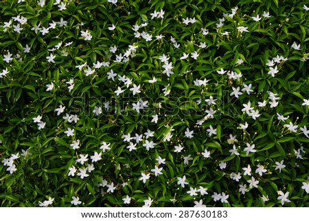 Small white flowers and green leaves garden top view . Gardenia fields.