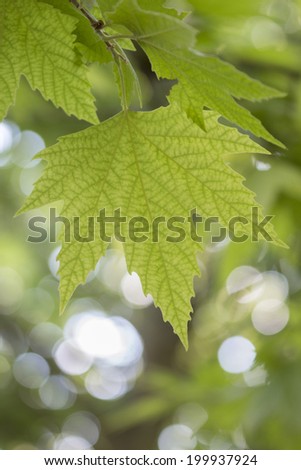 sycamore leaves on a branch