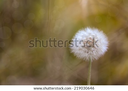art background dandelion in autumn grass